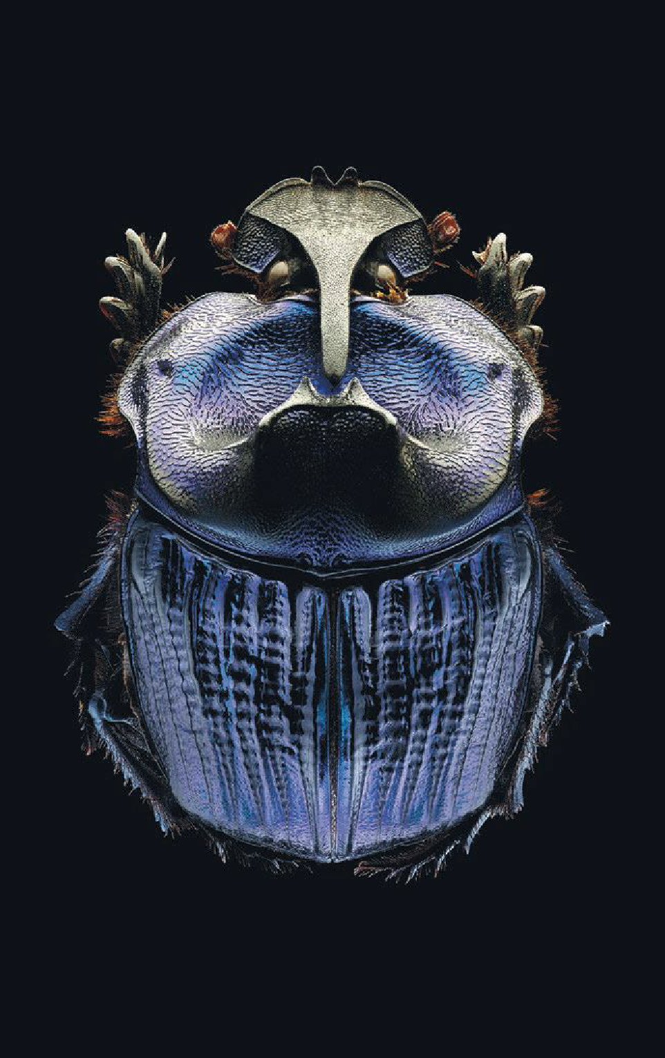 Pleasing fungus beetle and Amazonian purple warrior scarab at the Fernbank Museum of Natural History PHOTO BY LEVON BISS